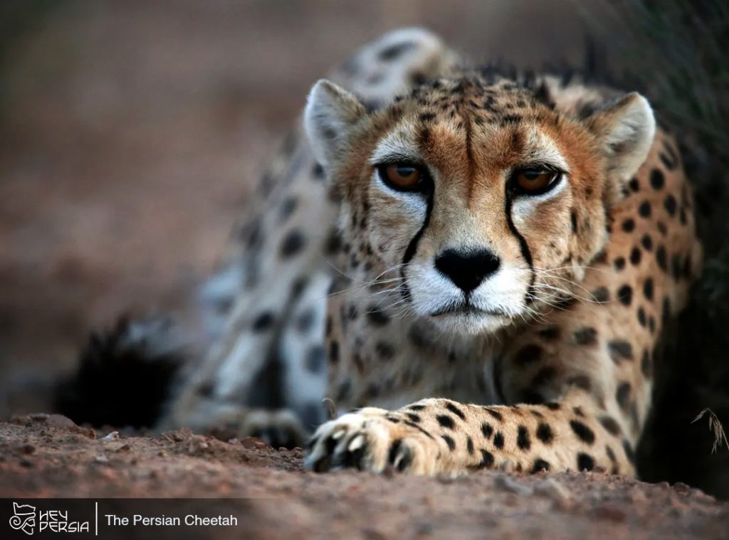 The Persian Cheetah: An Endangered Icon