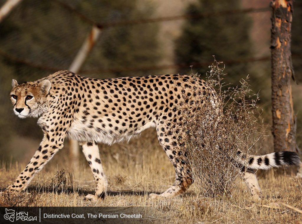 Physical Characteristics of The Persian Cheetah