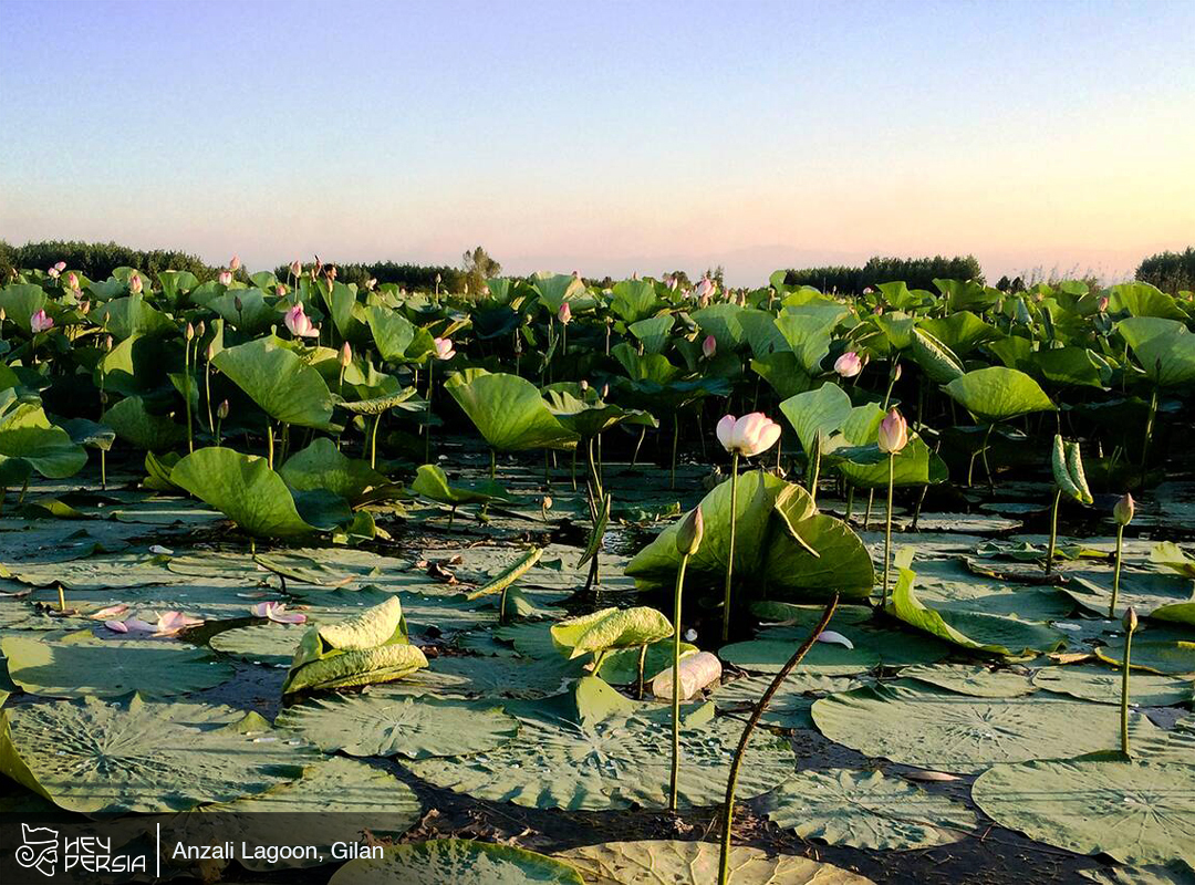 Anzali Lagoon in Iran - HEY PERSIA