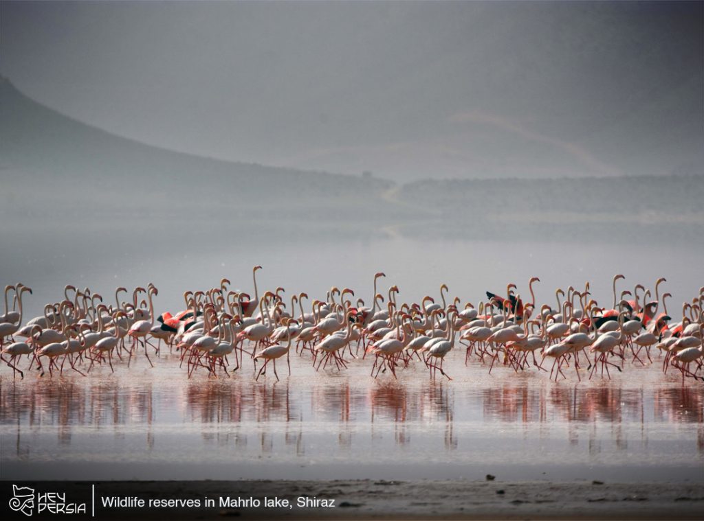 Wildlife reserves in Maharloo Lake in Iran