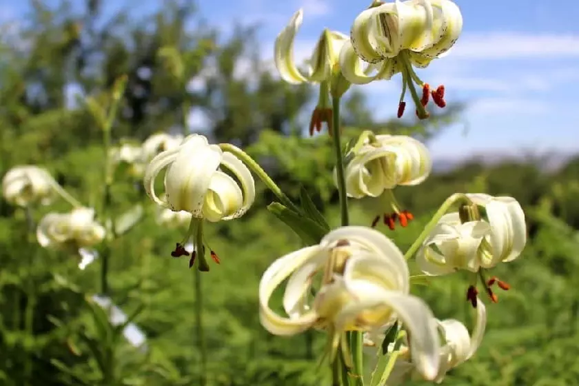 Where is The Rarest Lilium In Iran of the valley?