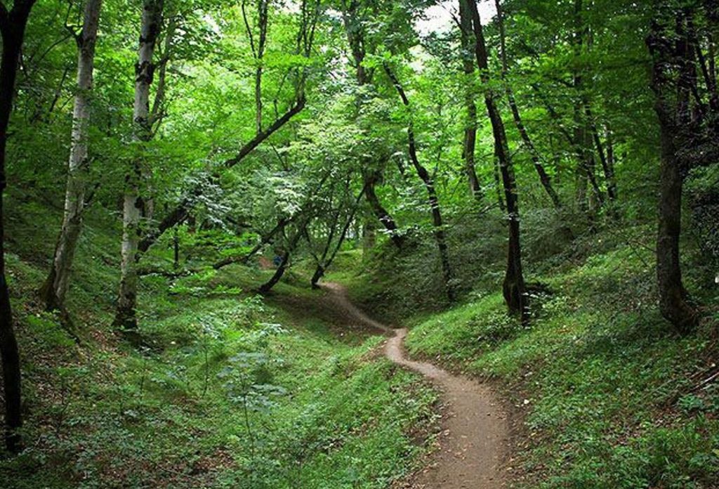 Pasand Forest in Iran