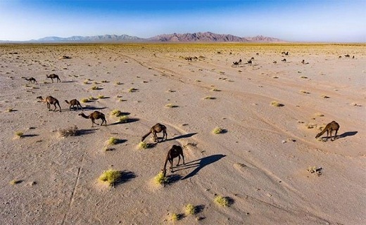 Turan Park In Iran Has The Largest Reserve