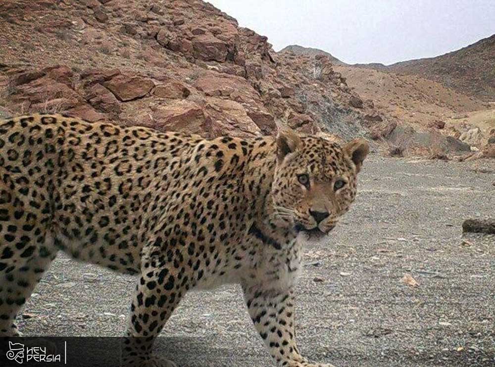 Kolah Ghazi National Park wildlife