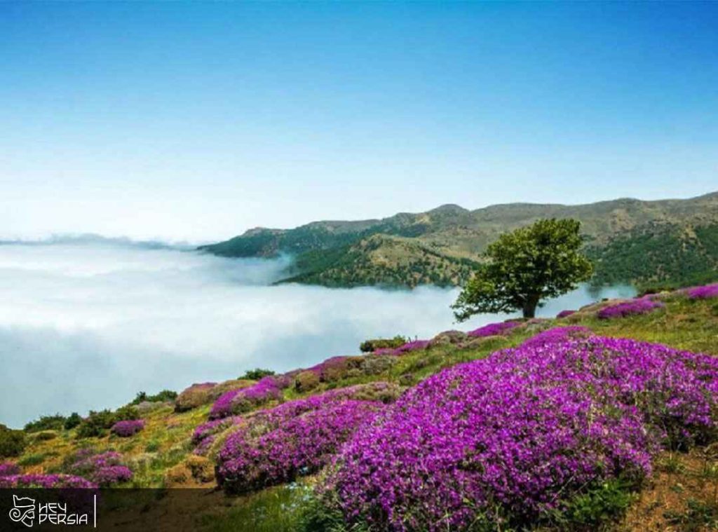 Where is Abar Shahrood Cloud Forest in Iran