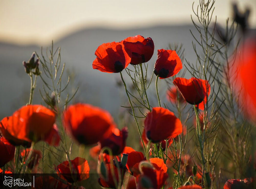 Dasht Arjan in Iran