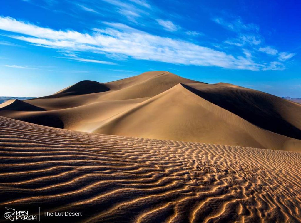 Flora and Fauna in The Lut Desert in Iran