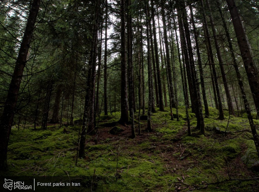 Forest Parks in Iran