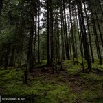 Forest Parks in Iran