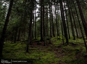 Forest Parks in Iran